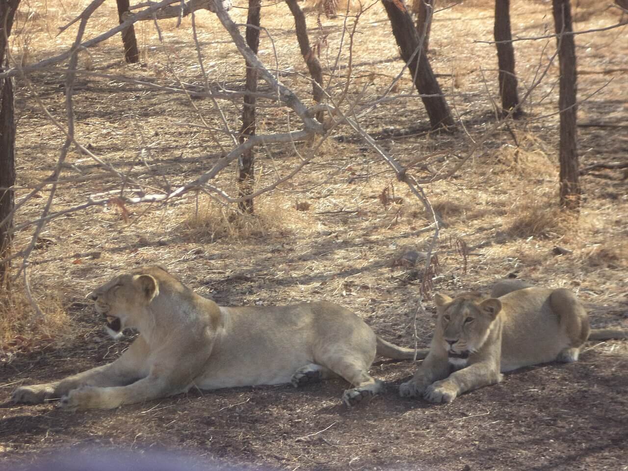 Asiatic lions in Gir National Park