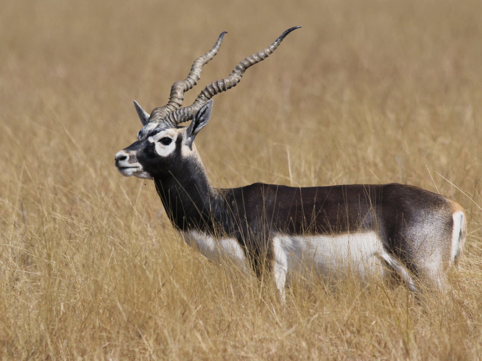 Grasslands of Velavadar Blackbuck National Park
