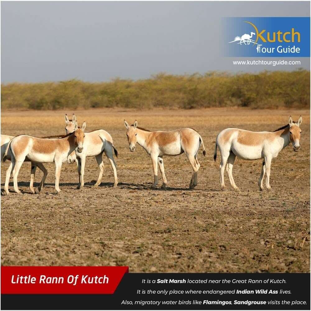 Gujarat gallery photo  18